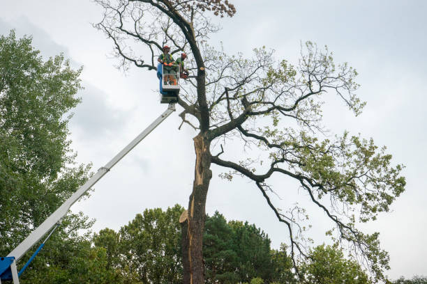 Mulching Services in East Hazel Crest, IL