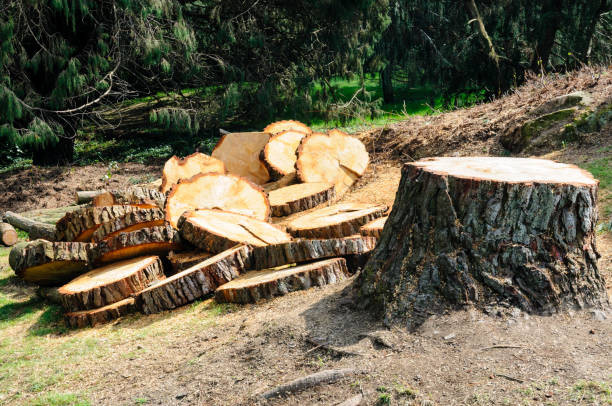 How Our Tree Care Process Works  in  East Hazel Crest, IL